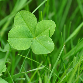 Lejía Tres Sietes con Detergente Bote Azul 1,5 litros